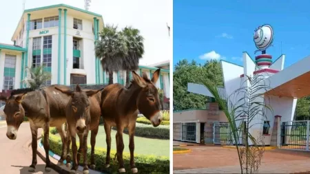 Moi University: Donkeys Bought for Training, Not Farm Machinery.