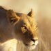 Last Moments of 14-Year-Old Grade 7 Girl Mauled by Lioness in Kajiado